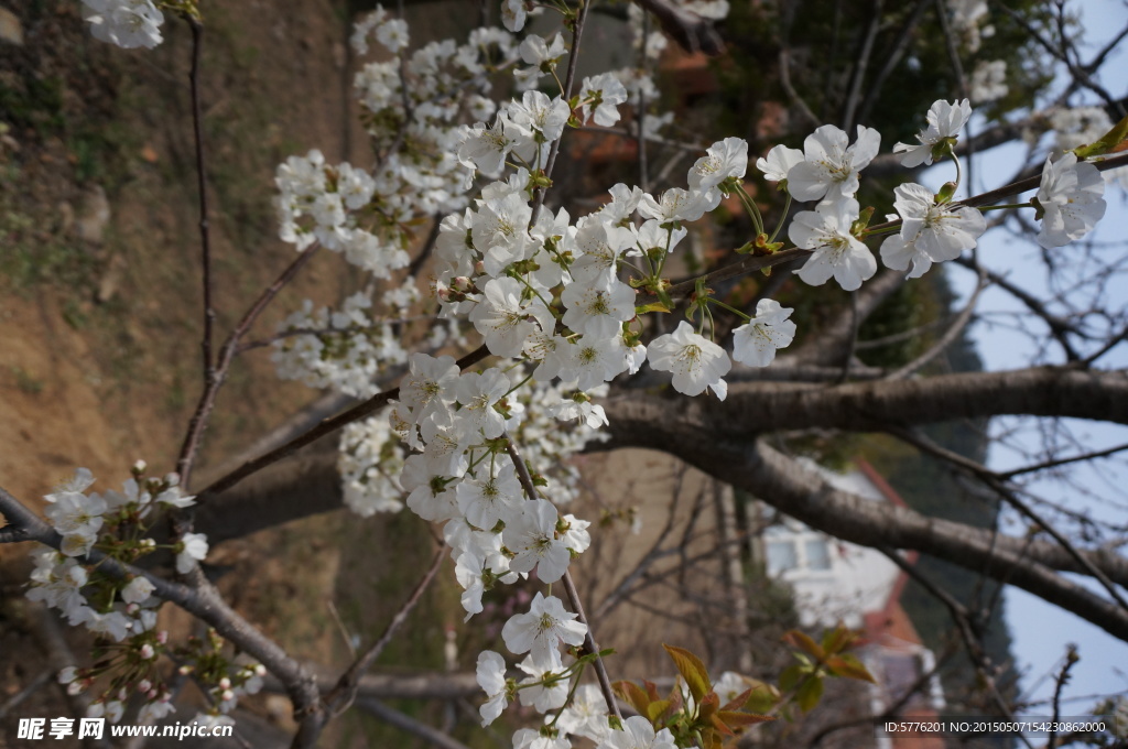 樱花