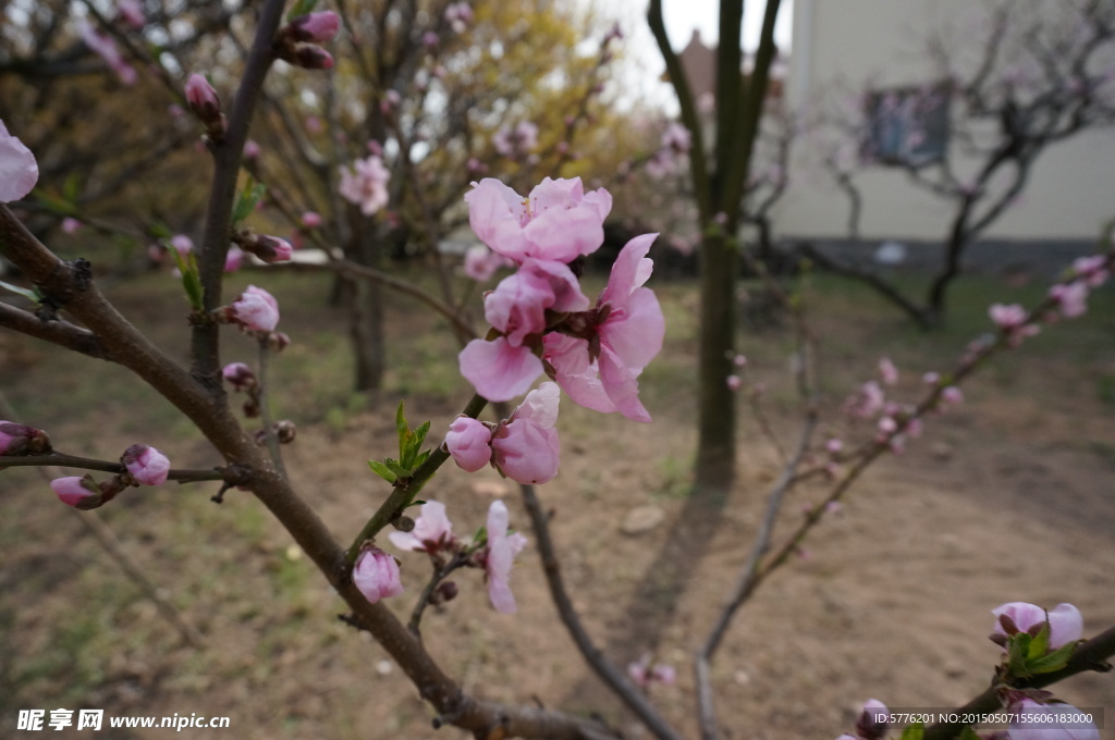 樱花