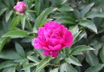 芍药花