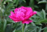 芍药花