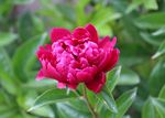 芍药花