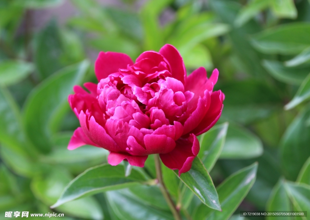 芍药花