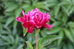 芍药花
