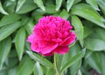 芍药花