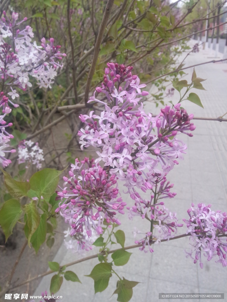 春季街边丁香花