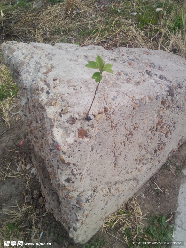 石缝里长出的槭树苗