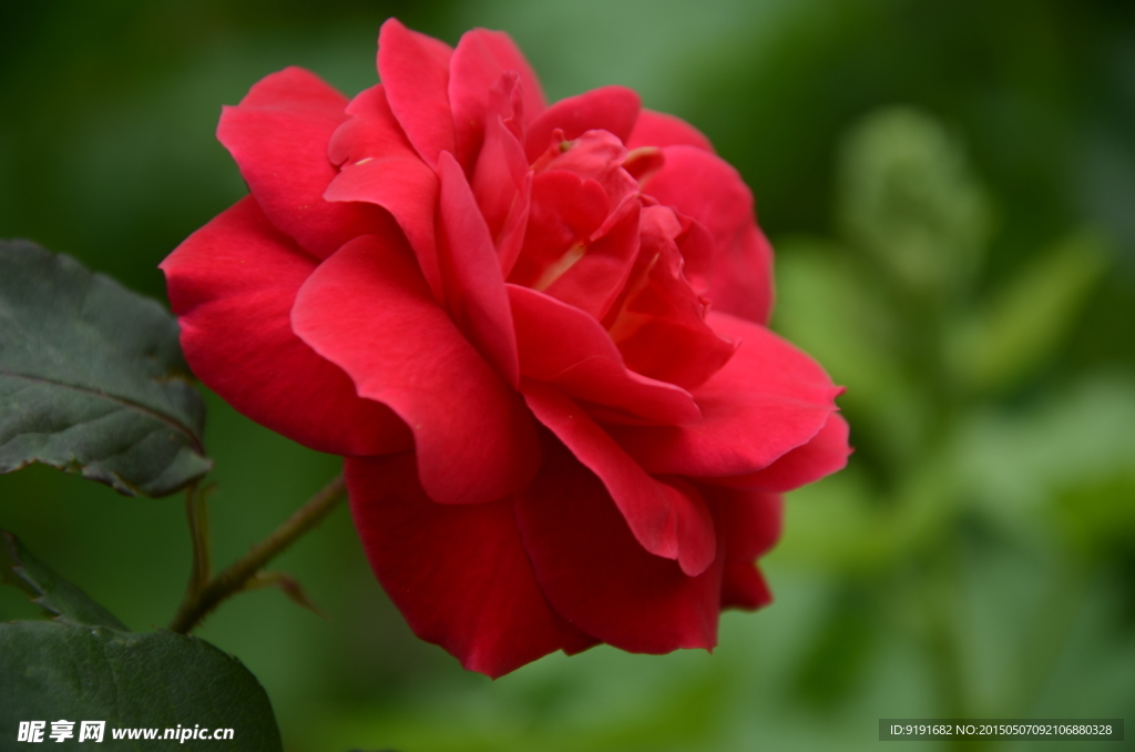 月季花