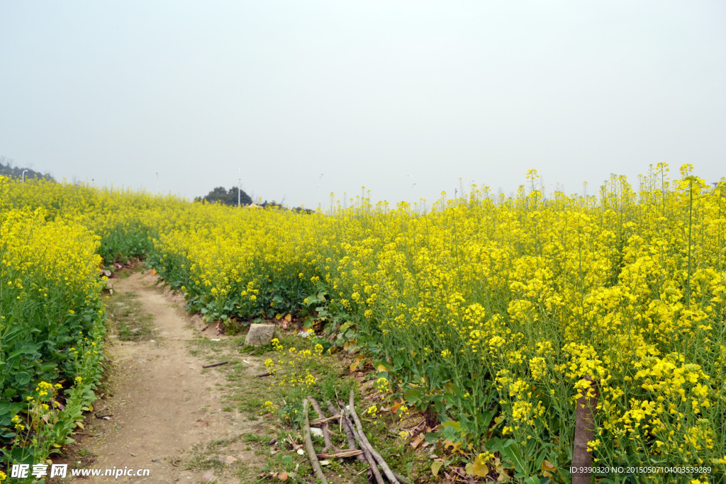 油菜花