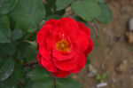 红月季花