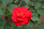 月季花
