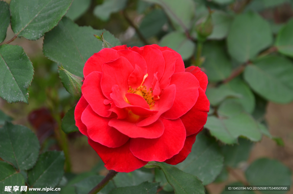 月季花