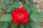 月季花