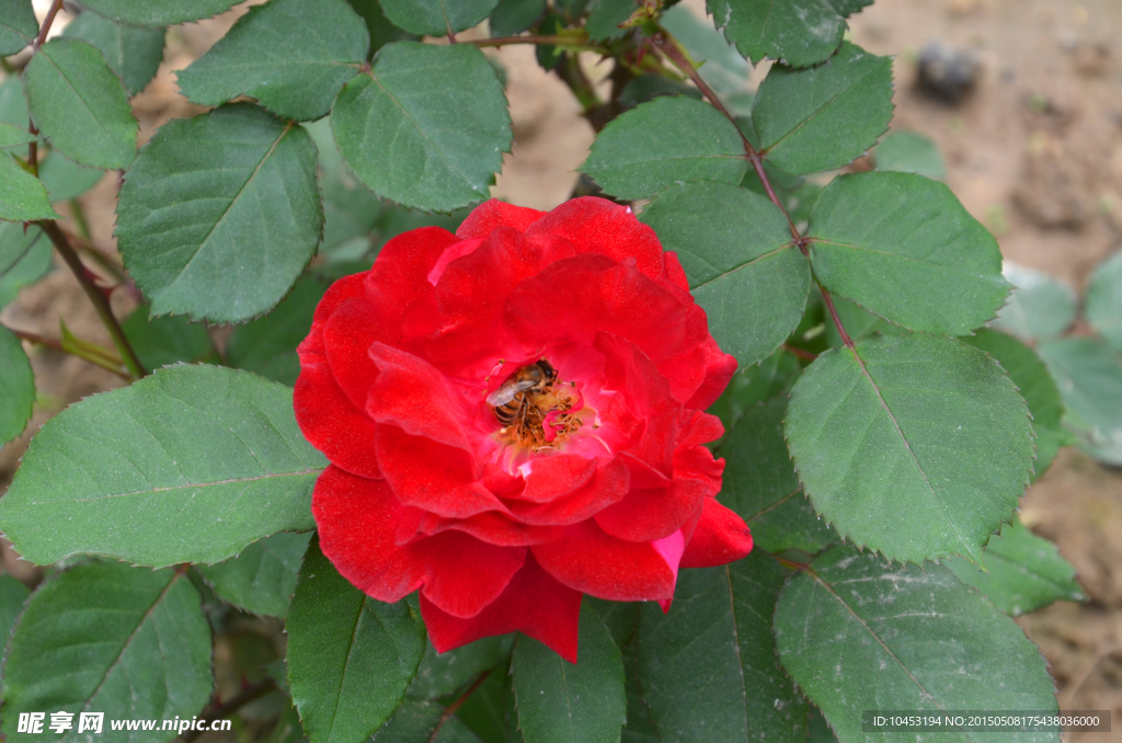 月季花