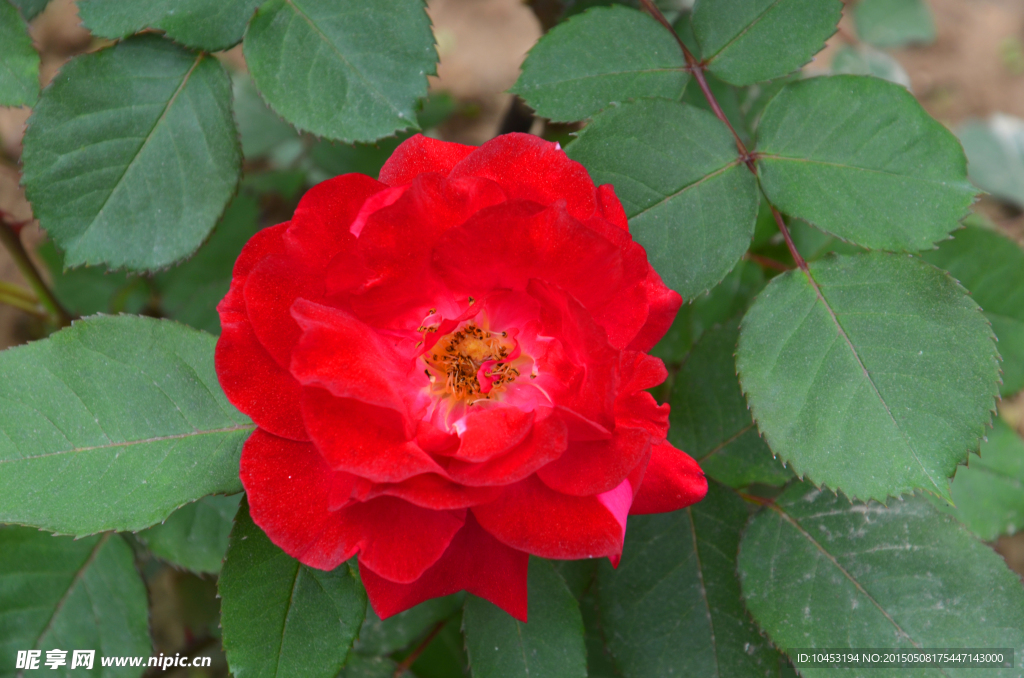 月季花