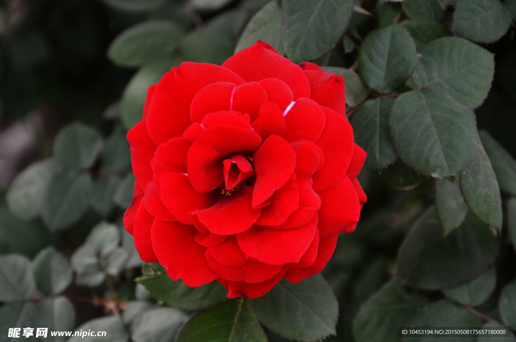 月季花