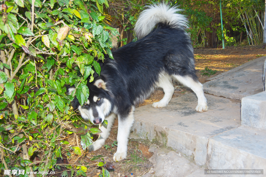 哈奇士犬 疑视