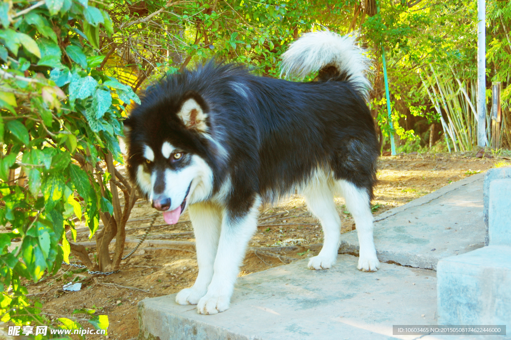 哈奇士犬 盯住