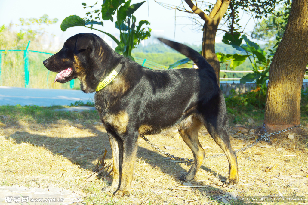 拉布拉多警犬