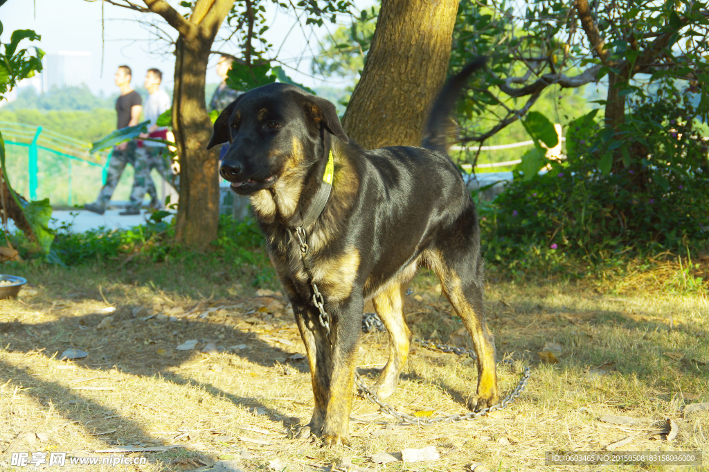 拉布拉多警犬