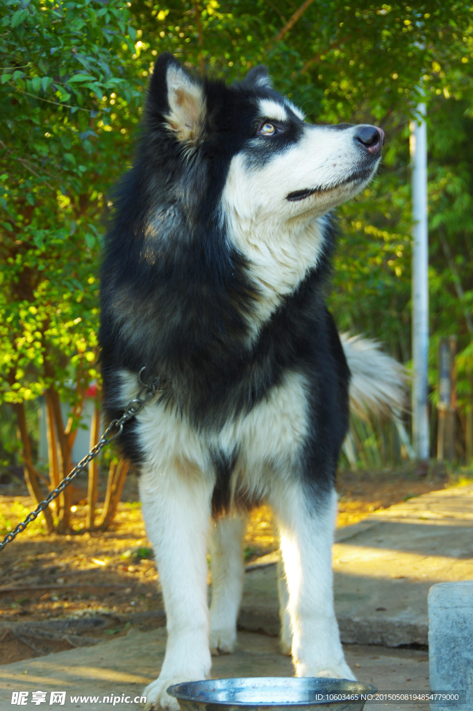 护堤犬哈奇士