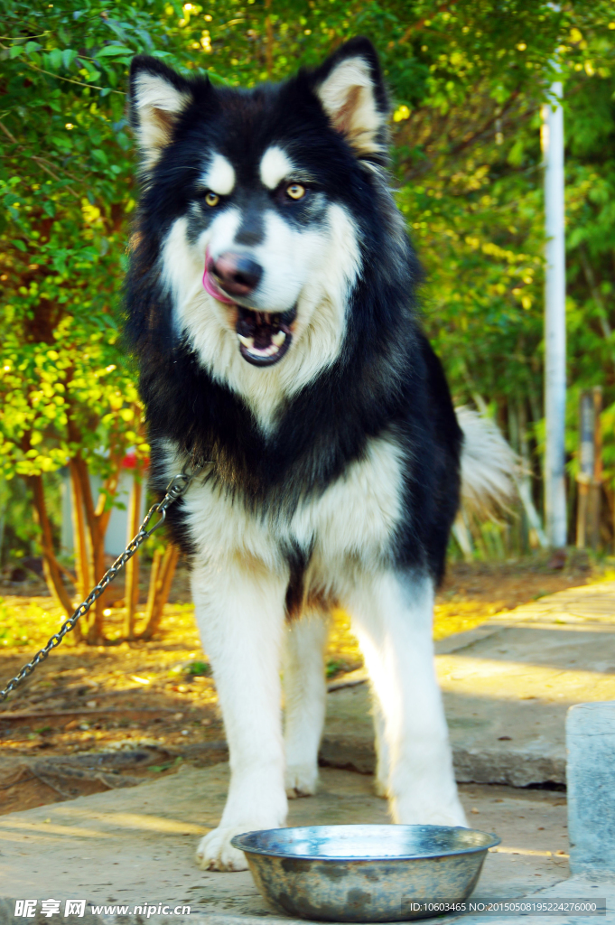 护堤犬哈奇士