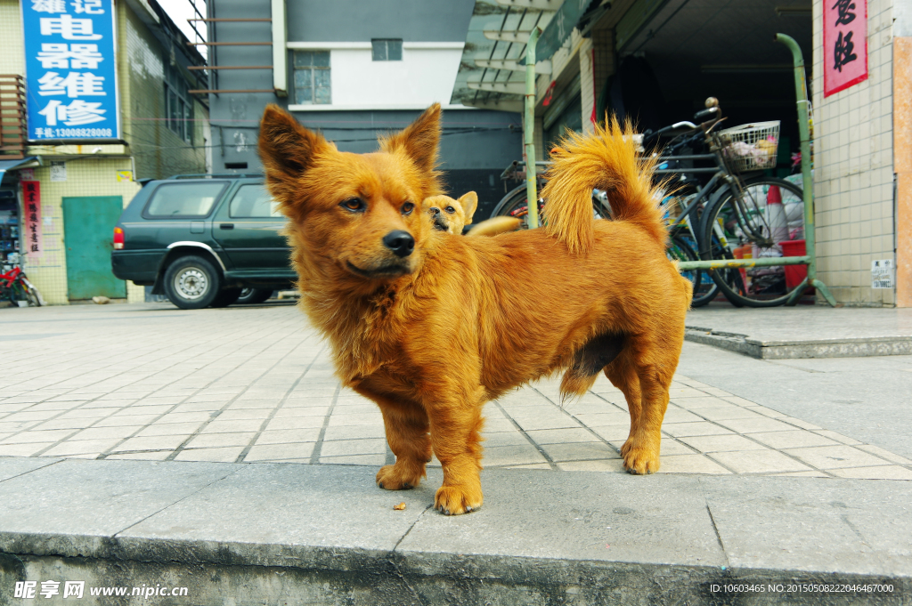 小黄狗 两只狗