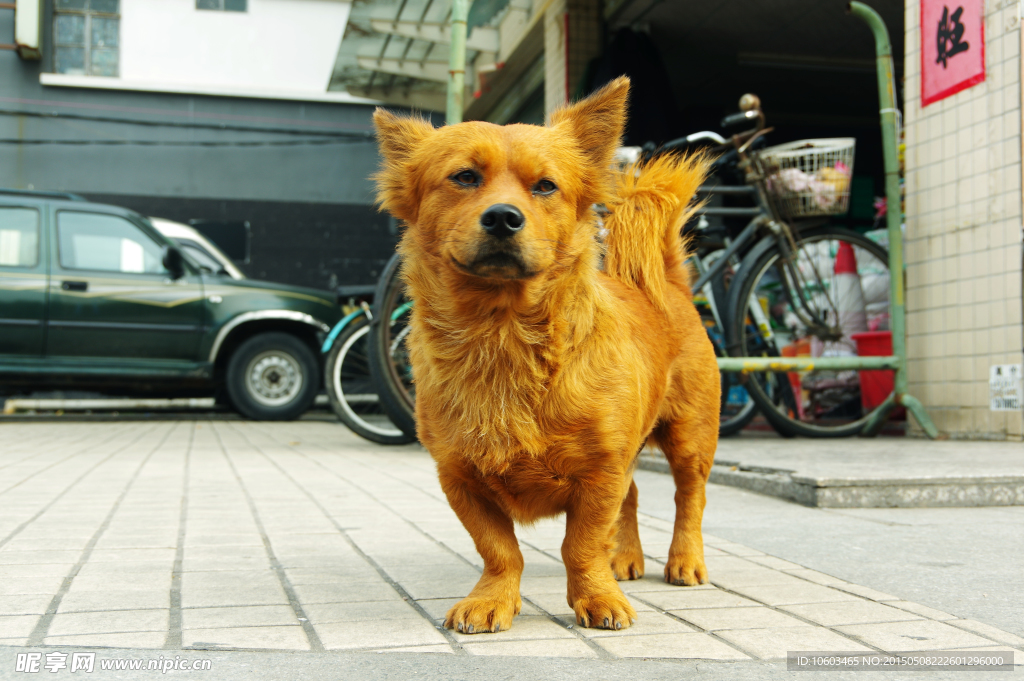 小黄狗 张望