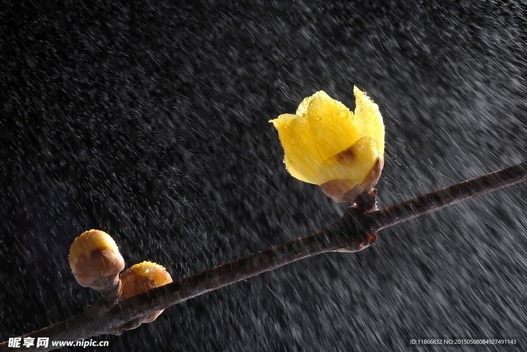 风雨中的腊梅