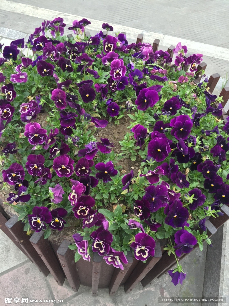 紫蝴蝶花