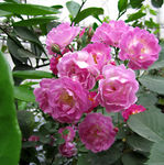 蔷薇花