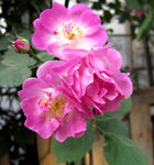 蔷薇花