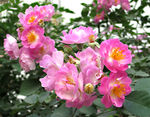 蔷薇花