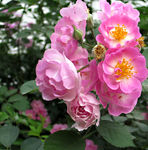 蔷薇花