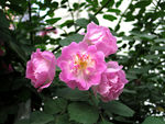 蔷薇花