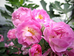 蔷薇花