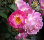 蔷薇花