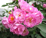 蔷薇花