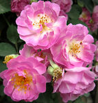 蔷薇花