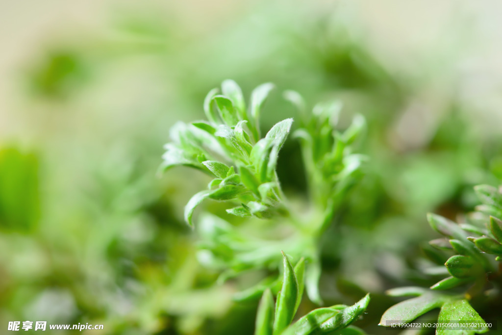 白蒿 野菜