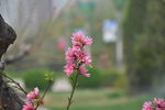 花卉