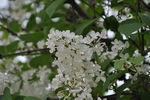 丁香花