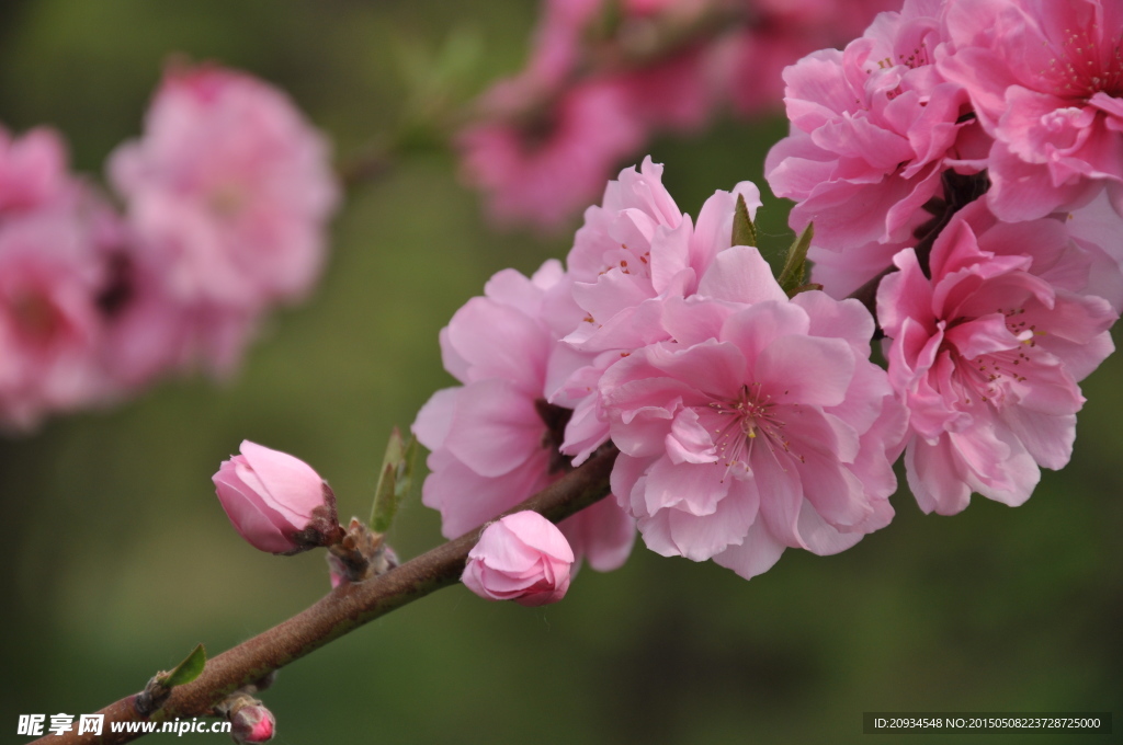 一支桃花