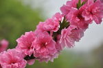 满枝桃花
