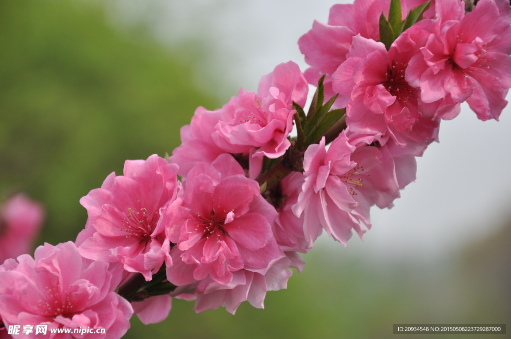 满枝桃花