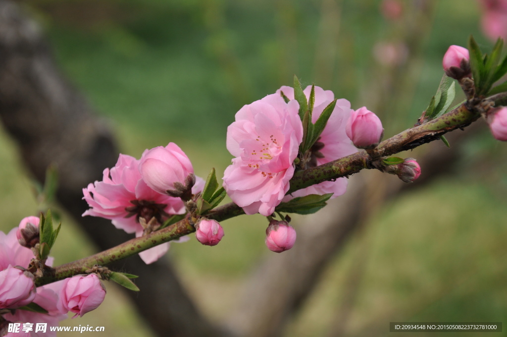 花枝俏