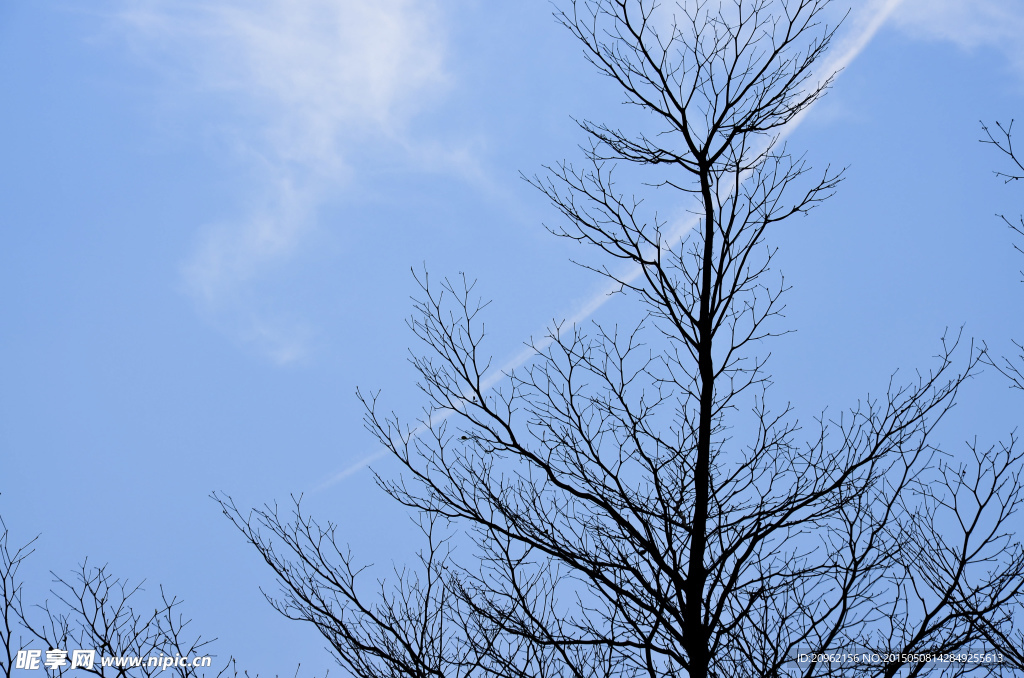 蓝色天空下的树
