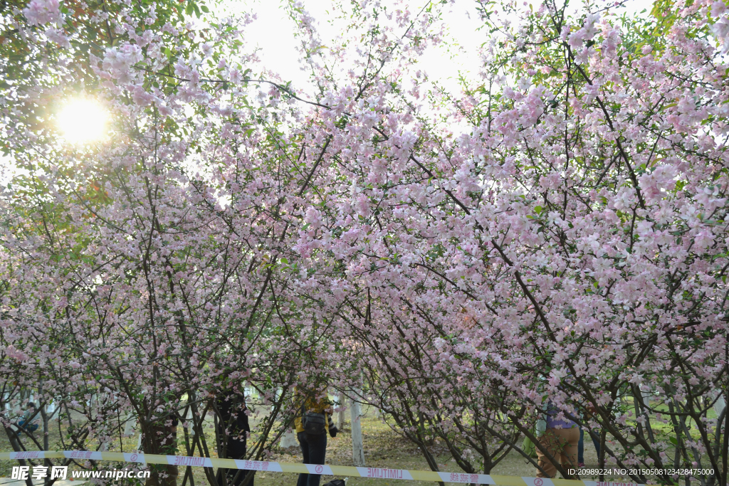 樱花满树