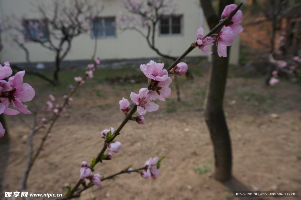 花枝