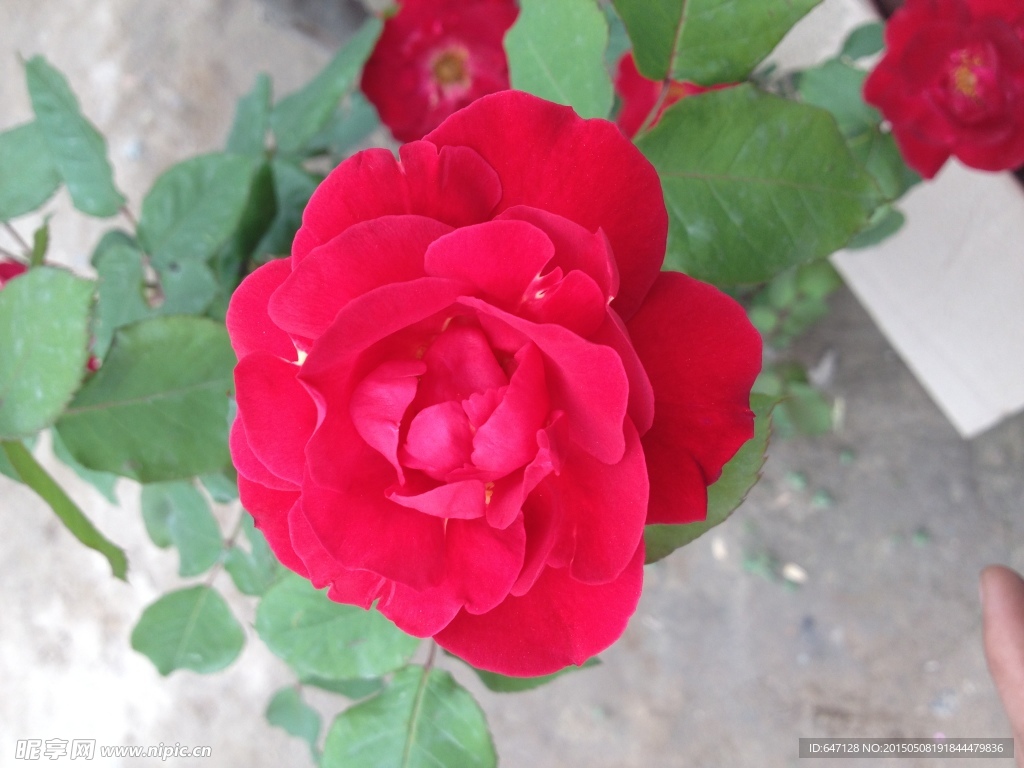 月季花