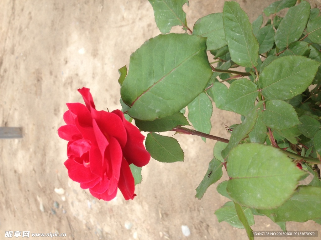 月季花